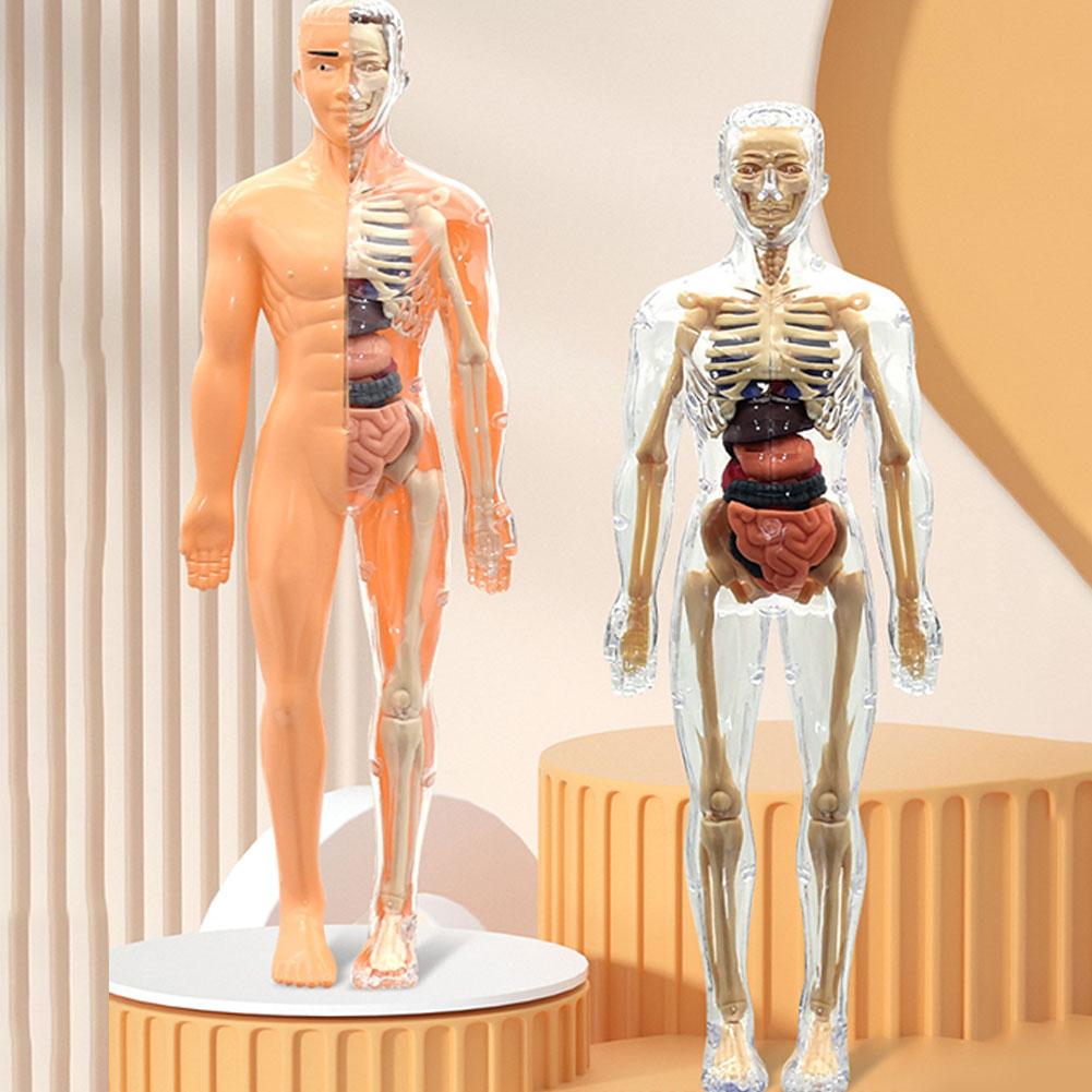 Human Body Puzzle - Новая 3D-модель торса человека для изучения