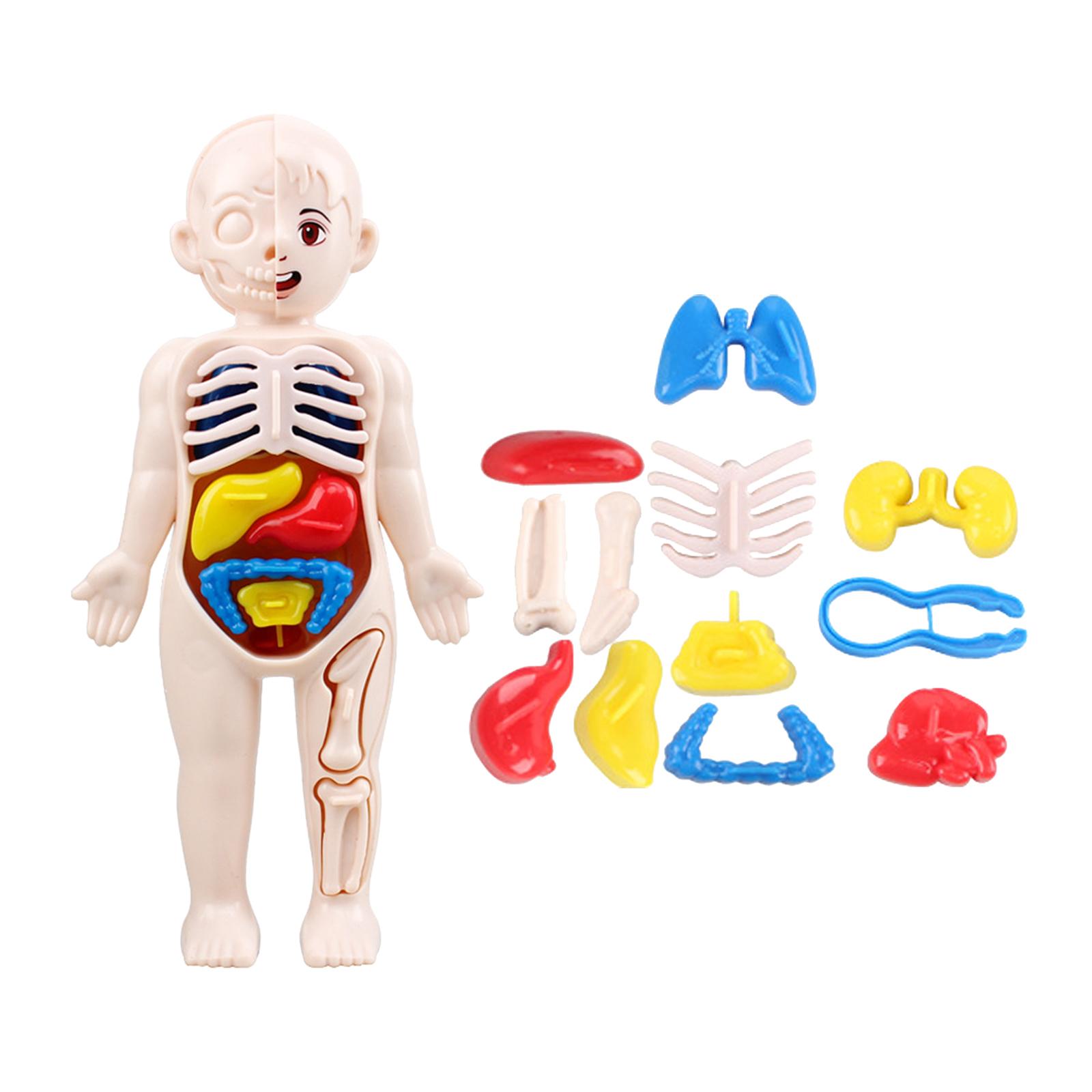 Human Body Puzzle - Игрушки-модели анатомии человеческого тела, обучающие игрушки-органы