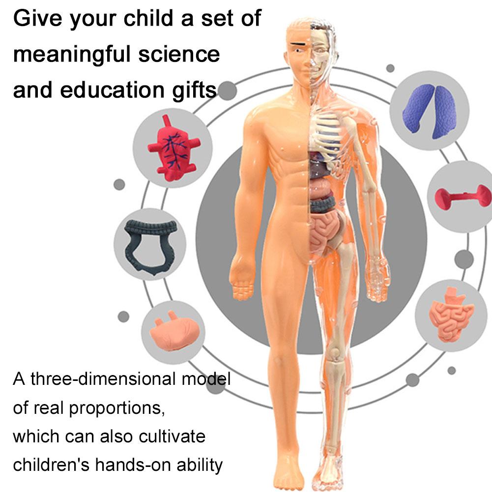 Новая 3D-модель торса человека – обзор и цена Human Body Puzzle