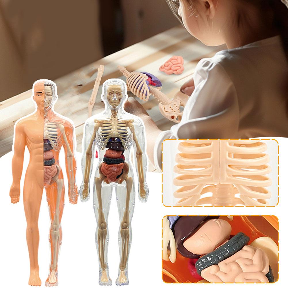 Новая 3D-модель торса человека – обзор и цена Human Body Puzzle