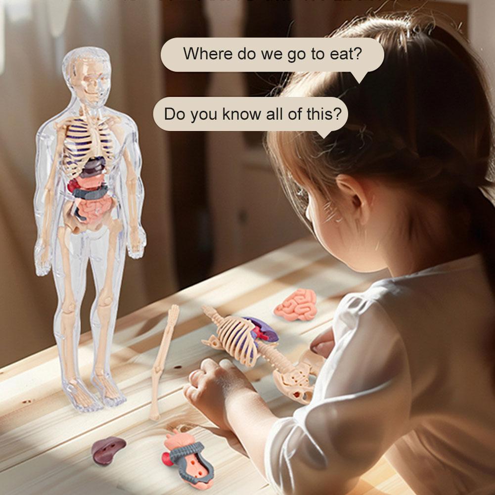 Новая 3D-модель торса человека – обзор и цена Human Body Puzzle