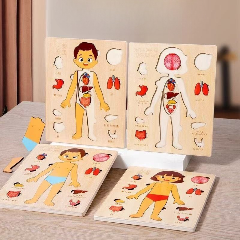 Пазлы Монтессори, занятая доск – обзор и цена Human Body Puzzle