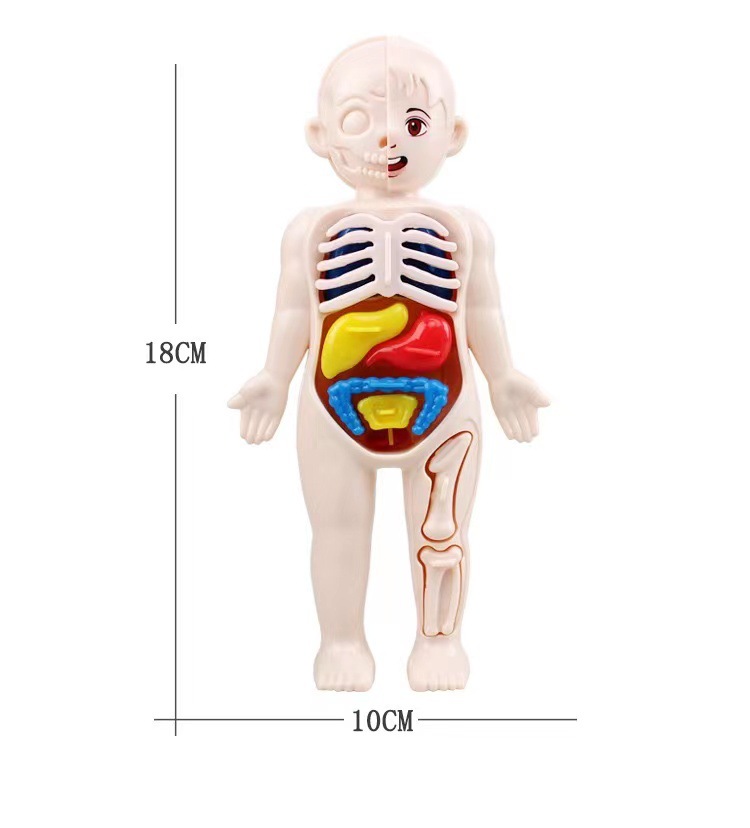 Монтессори 3D-пазл, 14 деталей – обзор и цена Human Body Puzzle