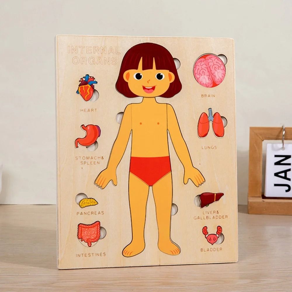 НОВАЯ развивающая доска Монтес – обзор и цена Human Body Puzzle