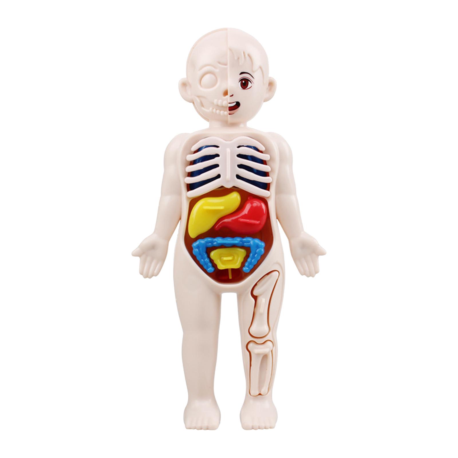 Игрушки-модели анатомии челове – обзор и цена Human Body Puzzle