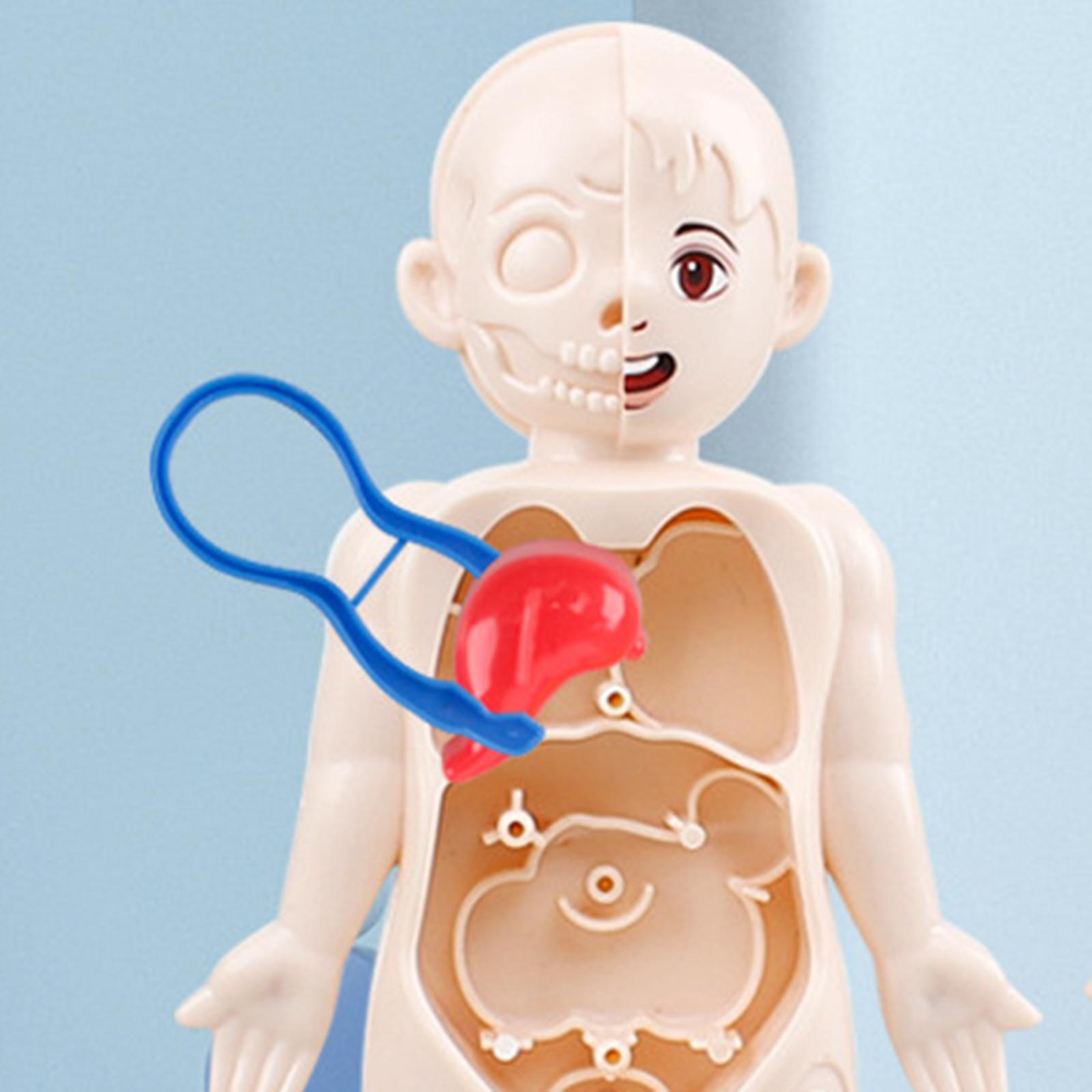 Игрушки-модели анатомии челове – обзор и цена Human Body Puzzle