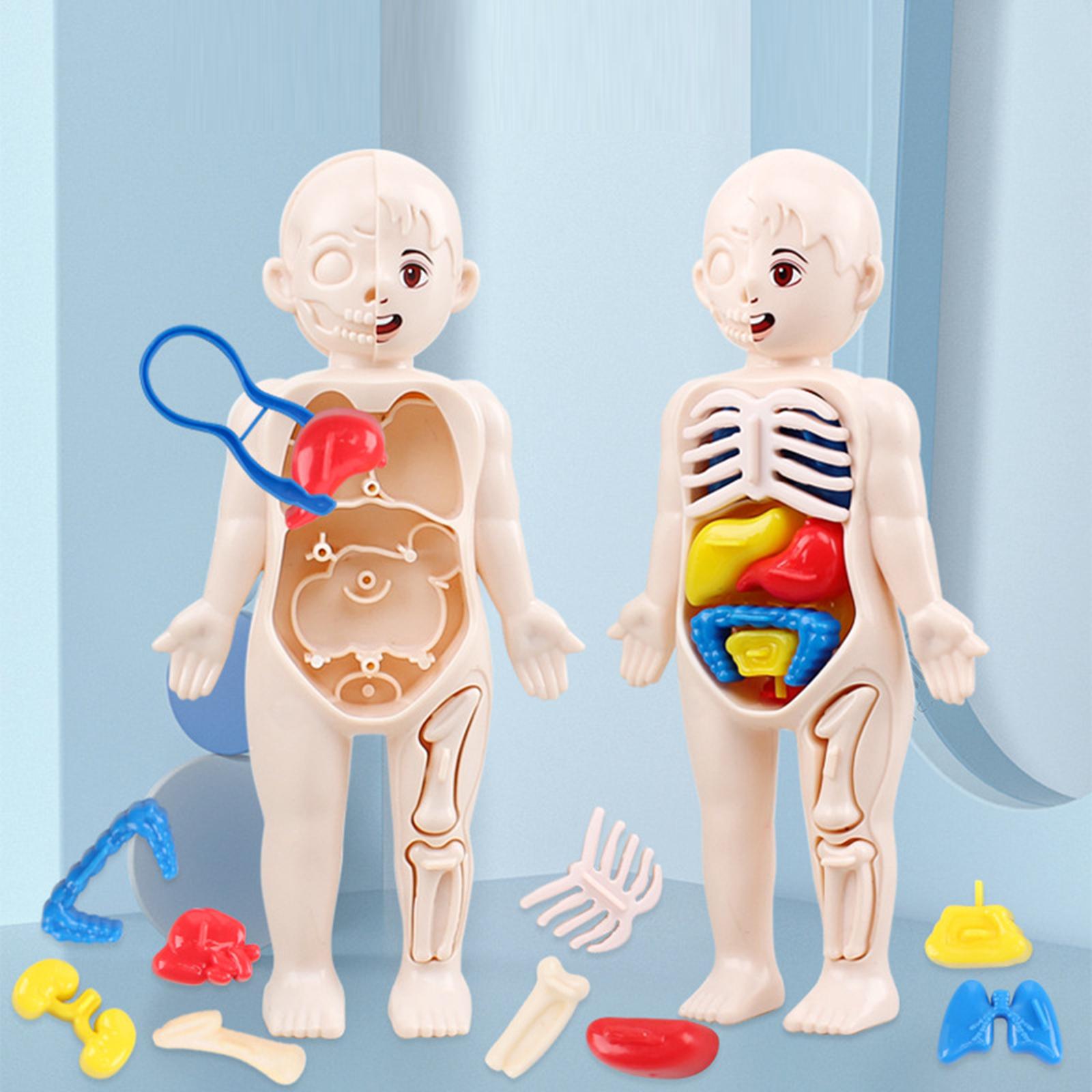 Игрушки-модели анатомии челове – обзор и цена Human Body Puzzle