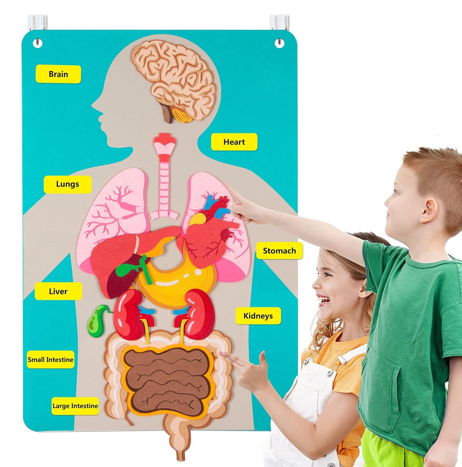 Детали человеческого тела, фет – обзор и цена Human Body Puzzle