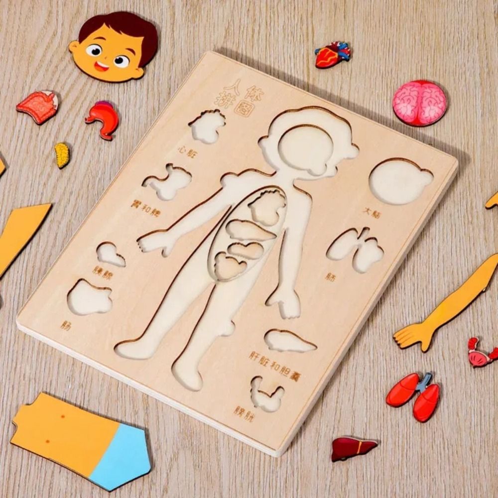 НОВАЯ развивающая доска Монтес – обзор и цена Human Body Puzzle