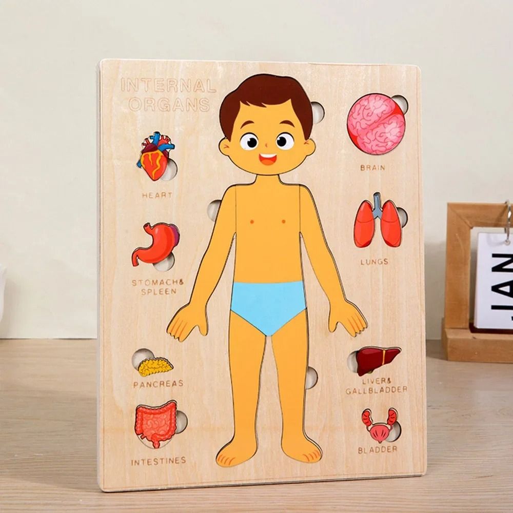 НОВАЯ развивающая доска Монтес – обзор и цена Human Body Puzzle