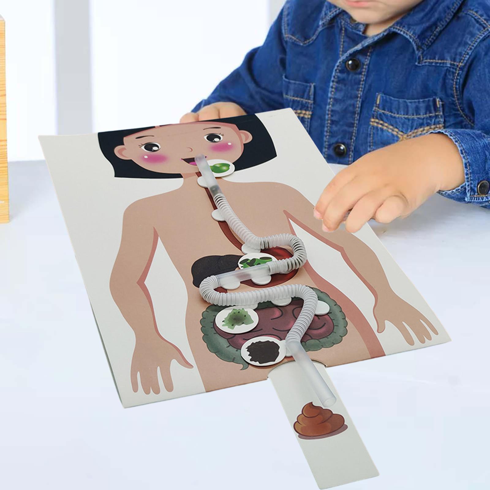 Модель пищевой системы человек – обзор и цена Human Body Puzzle