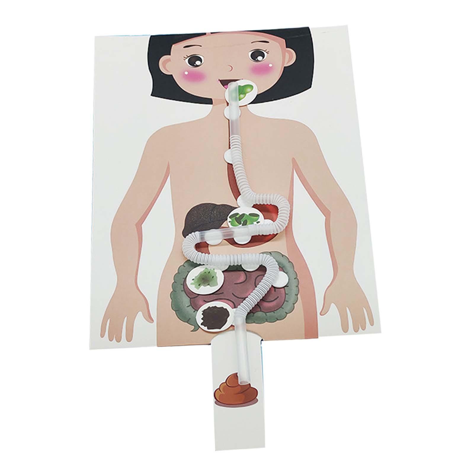 Модель пищевой системы человек – обзор и цена Human Body Puzzle