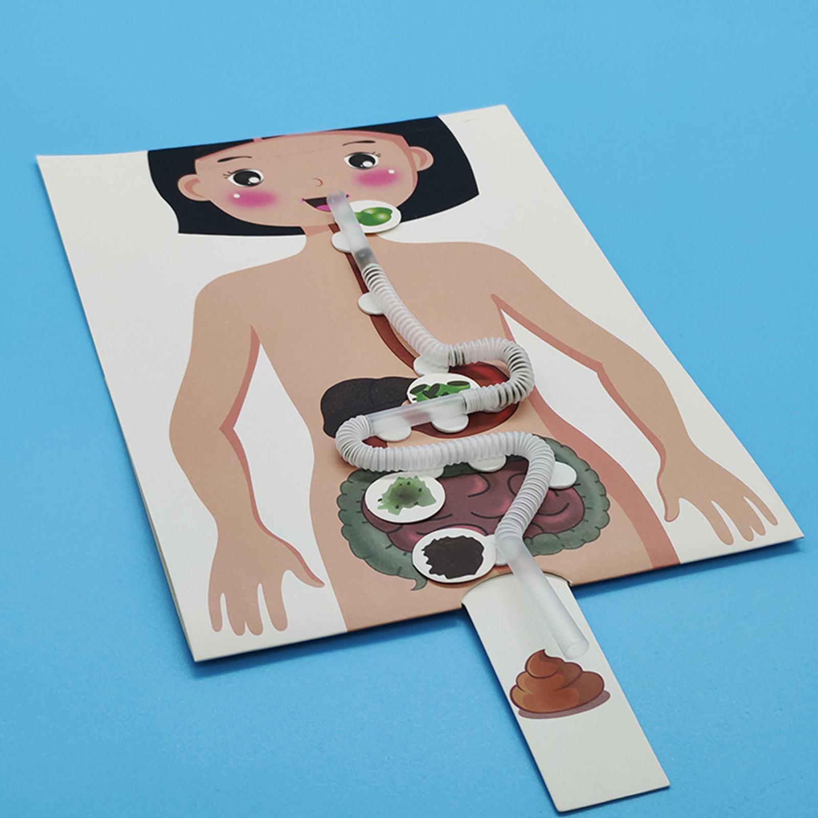 Модель пищевой системы человек – обзор и цена Human Body Puzzle