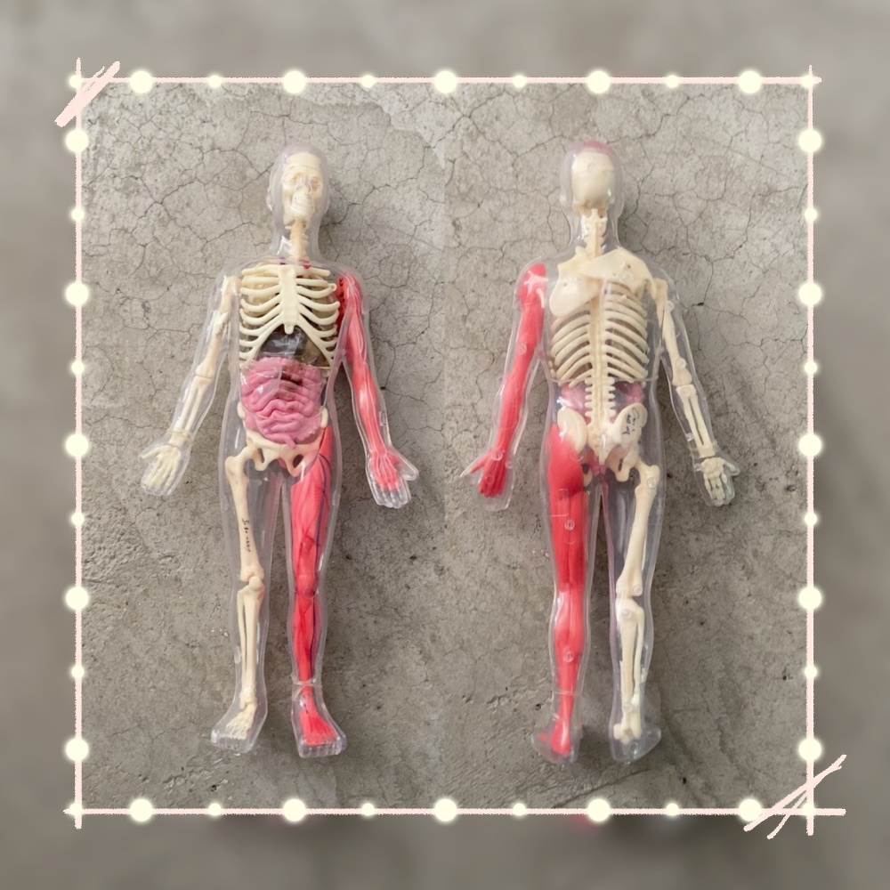В наличии: Оригинальная модель – обзор и цена Human Body Puzzle