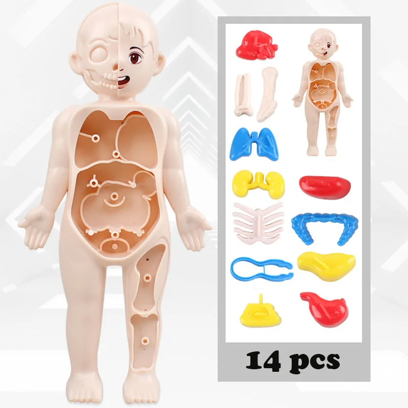 Игрушки Монтессори: развивающа – обзор и цена Human Body Puzzle