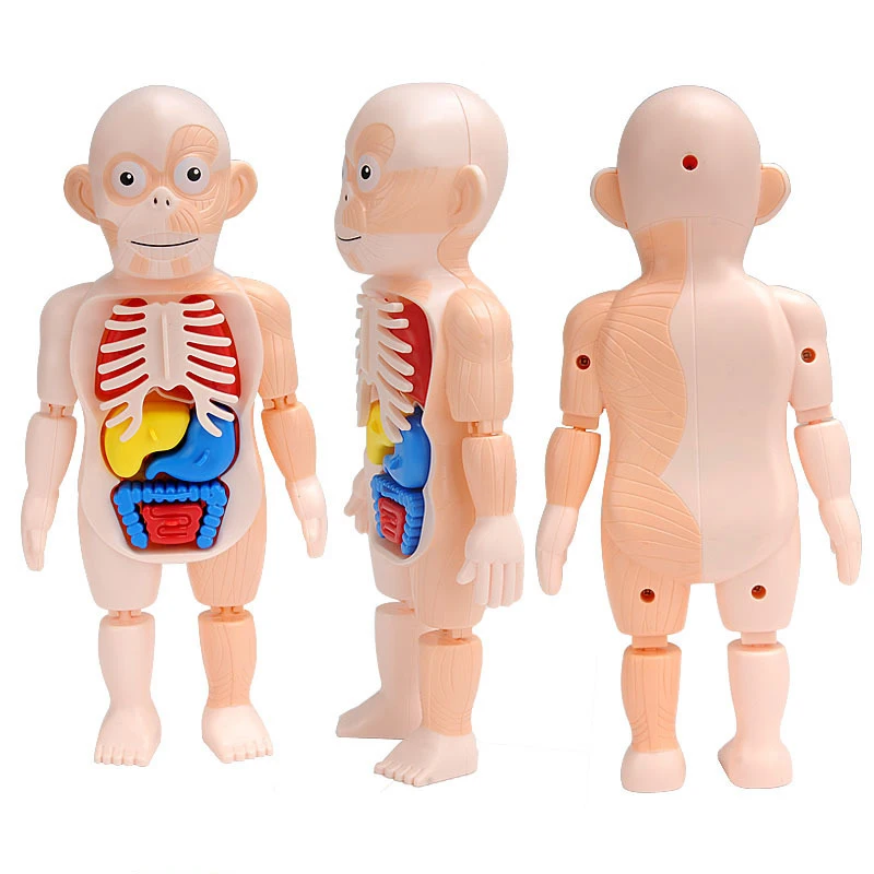 Игрушки Монтессори: развивающа – обзор и цена Human Body Puzzle